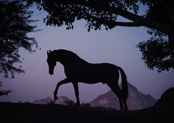Russian Artists New Wave Art Print featuring the photograph Marwari Horse in Twilight by Ekaterina Druz