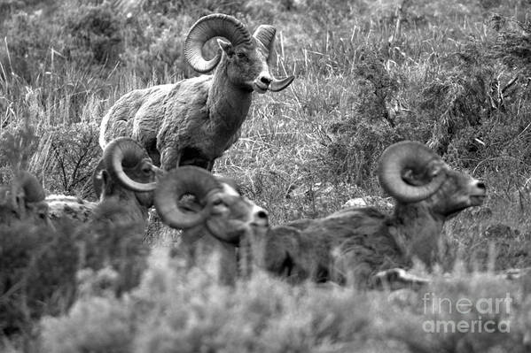 Bighorn Art Print featuring the photograph Master Of The Flock Black And White by Adam Jewell