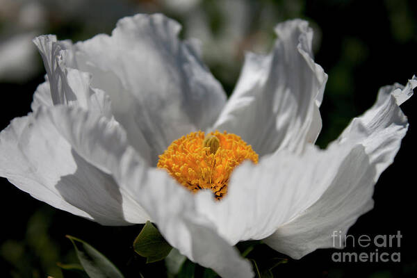 Matilija Poppy Flower.flowers Art Print featuring the photograph Matilija Poppy by Ivete Basso Photography