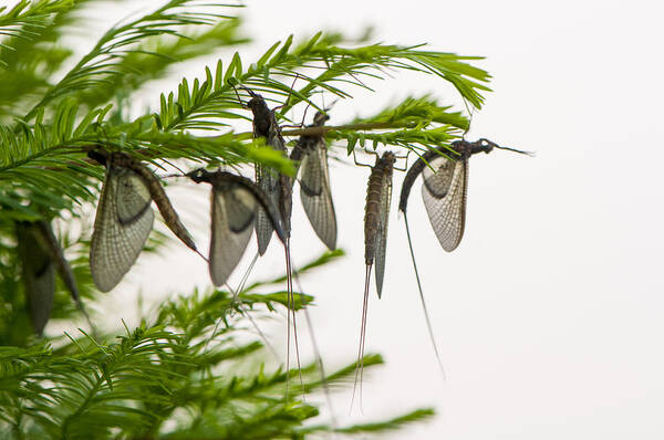 Animal Resting Art Print featuring the photograph Mayfly slumbers by Brian Green