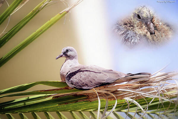 Dove Chicks Art Print featuring the photograph Me all grown up 01 by Kevin Chippindall