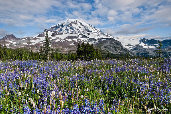 Alpine Art Print featuring the photograph Meadow of Lupine Near Mount Rainier by Jeff Goulden