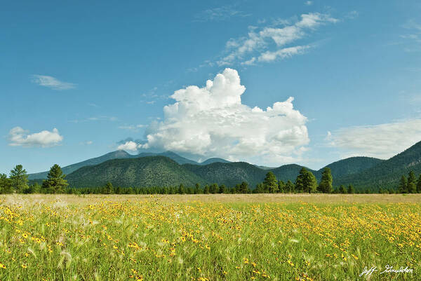 Arizona Art Print featuring the photograph Meadow of Sunflowers and the San Francisco Peaks by Jeff Goulden