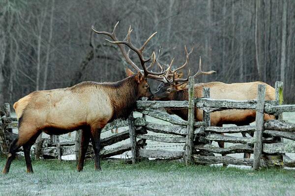 Bull Elk Art Print featuring the photograph Meeting Of the Minds by Carol Montoya