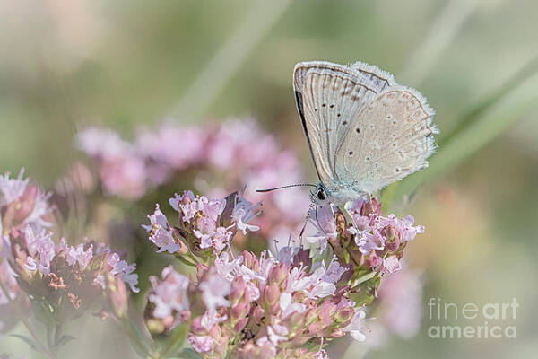 Animal Art Print featuring the photograph Meleagers blue butterfly by Jivko Nakev