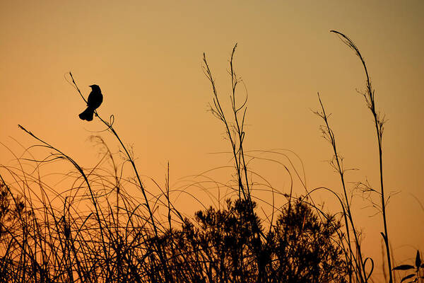 Sun Art Print featuring the photograph Melody At Dusk by Lorenzo Cassina