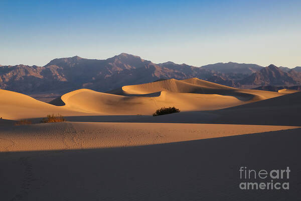 Mesquite Dunes Art Print featuring the photograph Mesquite Dunes by Suzanne Luft