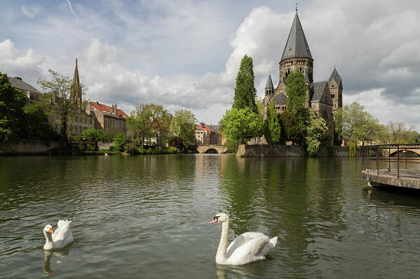 Metz Art Print featuring the photograph Metz Swan and Goose by John Daly