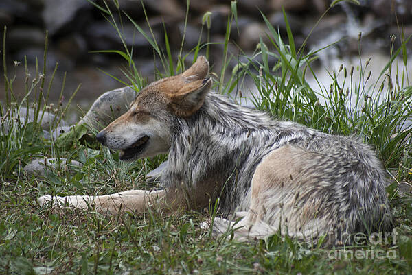 Mexican Wolf Art Print featuring the photograph Mexican Wolf 20120714_112a by Tina Hopkins