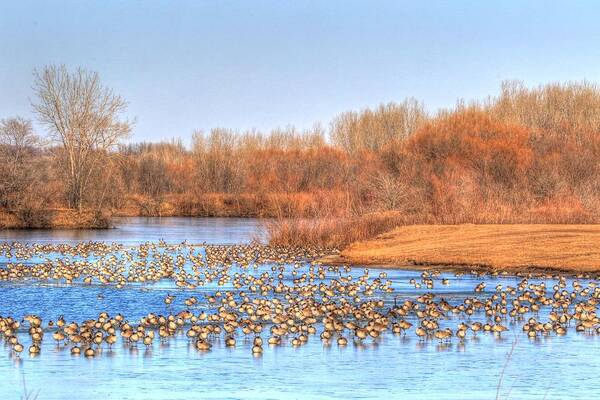 Canadian Geese Art Print featuring the photograph Migration Break On Ice by J Laughlin