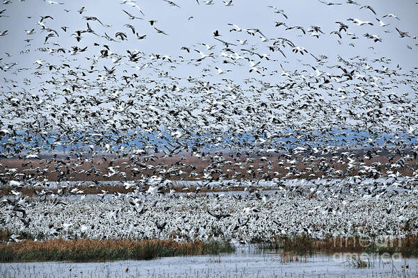 Snow Geese Art Print featuring the photograph Migration of the Snow Goose by Elizabeth Winter