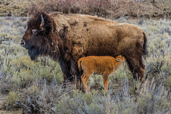 Bison Art Print featuring the photograph Milk For Lunch by Yeates Photography