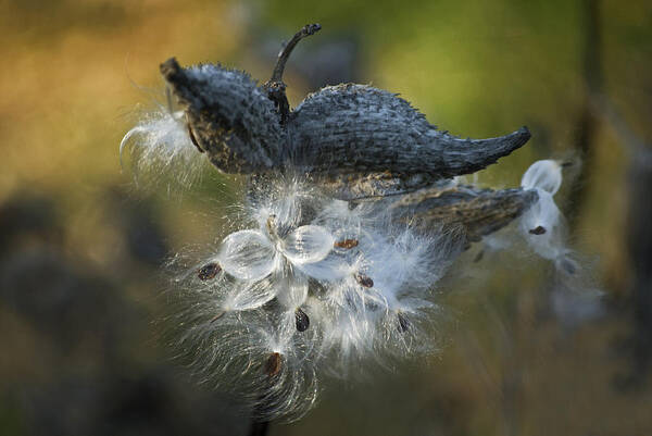 Milkweed Art Print featuring the photograph Milkweed by Elsa Santoro