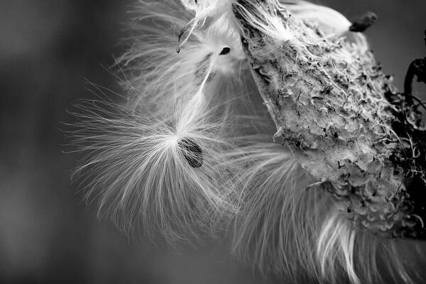 Asclepias Art Print featuring the photograph Milkweed Seed by Todd Bannor