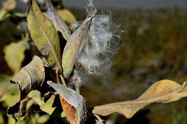 Milkweed Art Print featuring the photograph Milkweed Seeds Taking Flight by Kae Cheatham