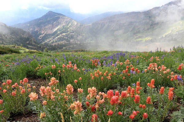 Utah Art Print featuring the photograph Miller Hill and Mineral Basin Wildflowers by Brett Pelletier