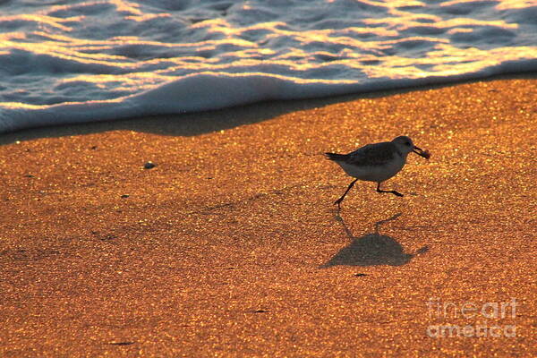 Bird Art Print featuring the photograph Mine, Mine by Mesa Teresita