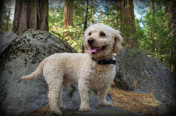 Canine Art Print featuring the photograph Mini Poodle by Kevin B Bohner
