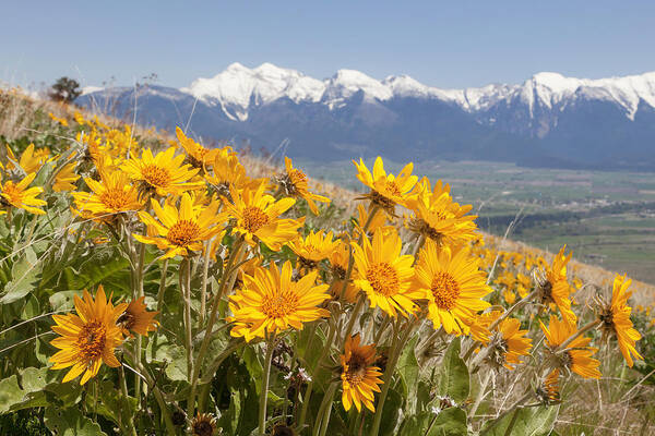 Balsam Art Print featuring the photograph Mission Mountain Balsam Blooms by Jack Bell