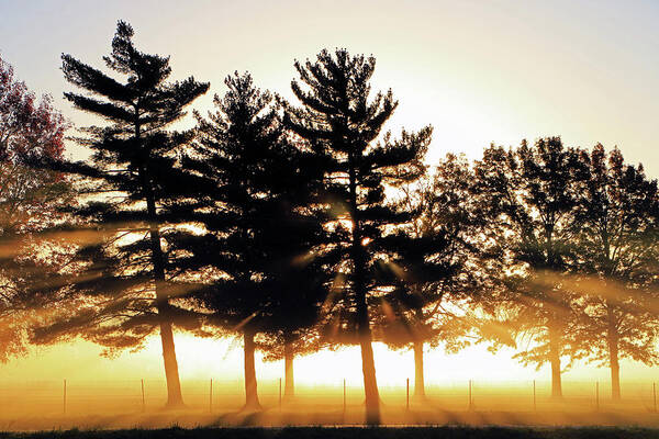 Fog Art Print featuring the photograph Missouri Tree Line by Christopher McKenzie