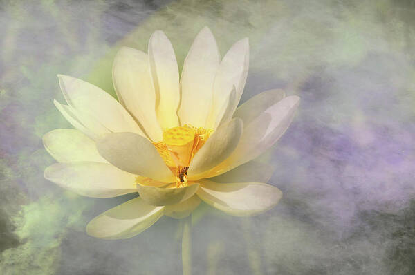 Flowers Waterlillies Lotus Fog Smoke Art Print featuring the photograph Misty Lotus by Carolyn D'Alessandro