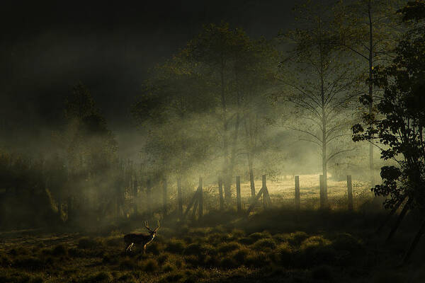 Nature Art Print featuring the photograph Misty Morning by Nunu Rizani