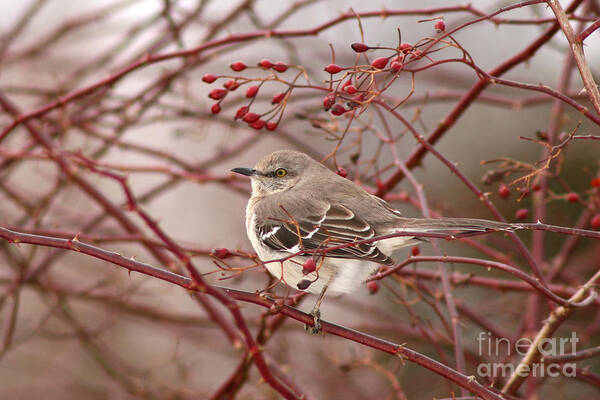 Mockingbird Art Print featuring the photograph Mockingbird In Winter Rose Bush by Max Allen