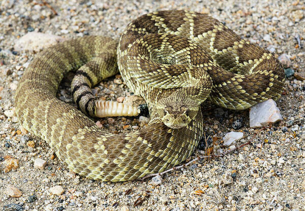 Mojave Art Print featuring the photograph Mohave Green Rattlesnake 7 by Bob Christopher