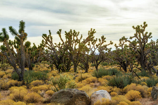 Mohave Joshua Trees Forest Art Print featuring the photograph Mohave Joshua Trees Forest by Bonnie Follett