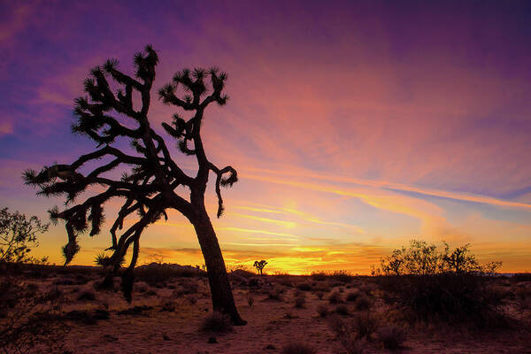 Joshua Tree Art Print featuring the photograph Mojave Desert Sunset by Aileen Savage