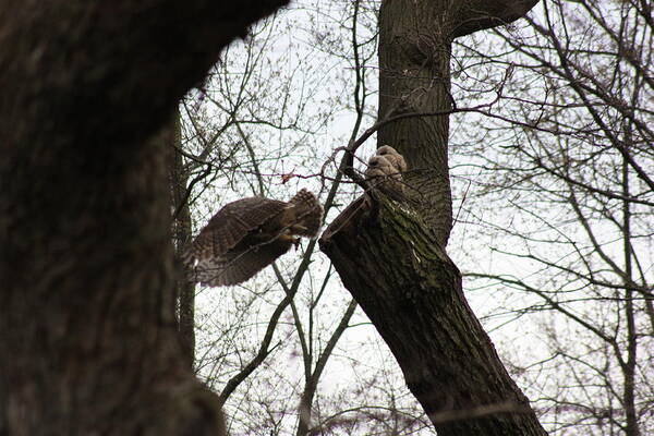 Great Horned Owl Art Print featuring the photograph Mom fetchin' supper by David Bearden