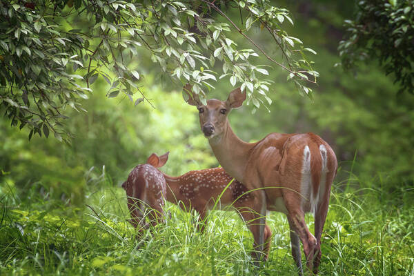 Deer Art Print featuring the photograph Mom with Twins by Susan Rissi Tregoning