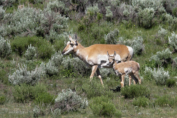 Pronghorn Art Print featuring the photograph Mom's little one by Ronnie And Frances Howard