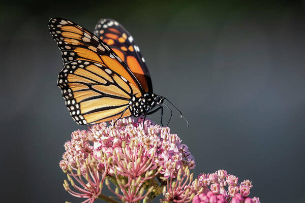 Monarch Butterfly Art Print featuring the photograph Monarch 2018-6 by Thomas Young