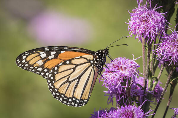 Monarch Butterfly Art Print featuring the photograph Monarch and Blazing Star 5-2015 by Thomas Young