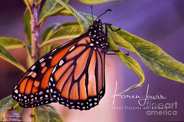 Butterfly Art Print featuring the photograph Monarch Beauty by Karen Lewis