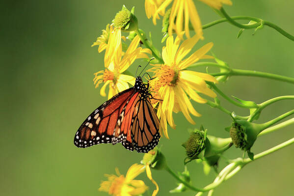  Butterfly Art Print featuring the photograph Monarch Butterfly by Gary Hall