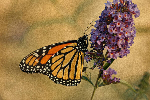 Butterfly Art Print featuring the photograph Monarch Butterfly by Sandy Keeton
