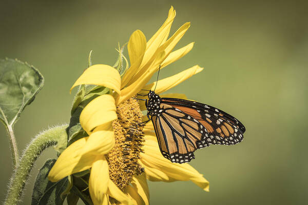 Monarch Butterfly Art Print featuring the photograph Monarch On A Sunflower 1-2015 by Thomas Young