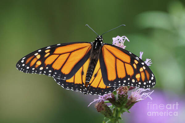 Monarch Butterfly Art Print featuring the photograph Monarch on Spiked Blazing Star by Robert E Alter Reflections of Infinity