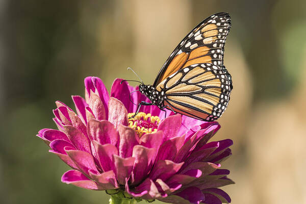 Monarch Butterfly Art Print featuring the photograph Monarch On Zinnia 8-2015 by Thomas Young