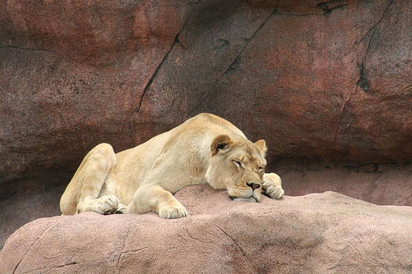 Lazing Lion Art Print featuring the photograph Monday by David Barker