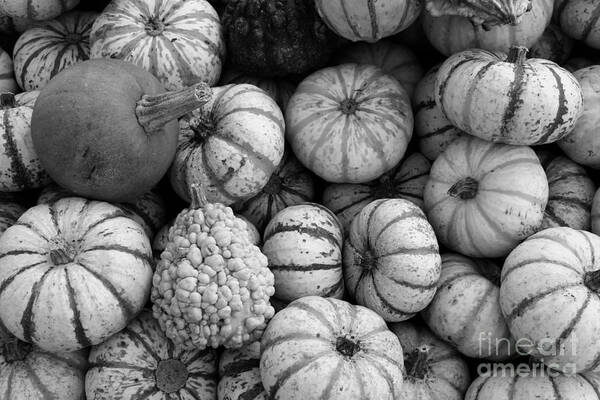 Photo For Sale Art Print featuring the photograph Monochrome Gourds by Robert Wilder Jr