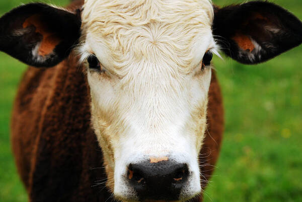 Cow Art Print featuring the photograph Moo by Lori Tambakis