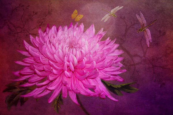 Chrysanthemum Art Print featuring the photograph Moondance by Marina Kojukhova
