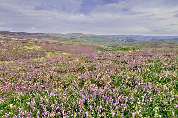 Heather Art Print featuring the photograph Moorland Heather - The Dales by Martyn Arnold