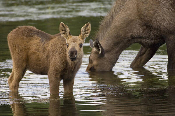 Mp Art Print featuring the photograph Moose Alces Americanus Mother And Calf by Michael Quinton