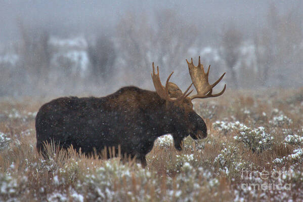 Moose Art Print featuring the photograph Moose In The Fog by Adam Jewell