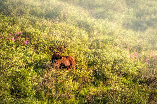 Moose Art Print featuring the photograph Moose in the mist by Claudia Abbott