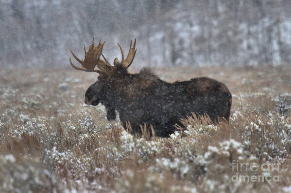 Moose Art Print featuring the photograph Moose In The Snowy Brush by Adam Jewell
